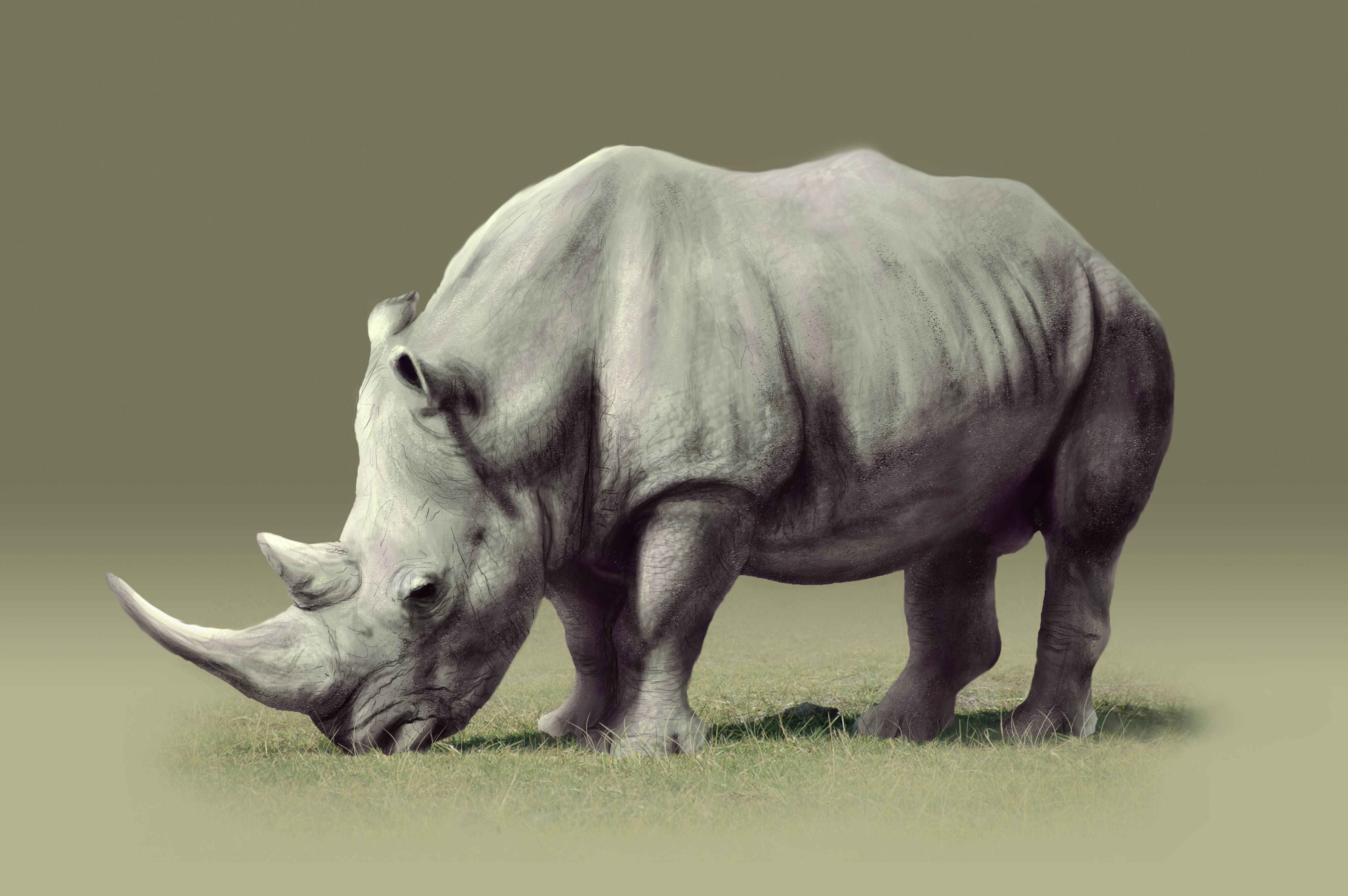 Rhino
