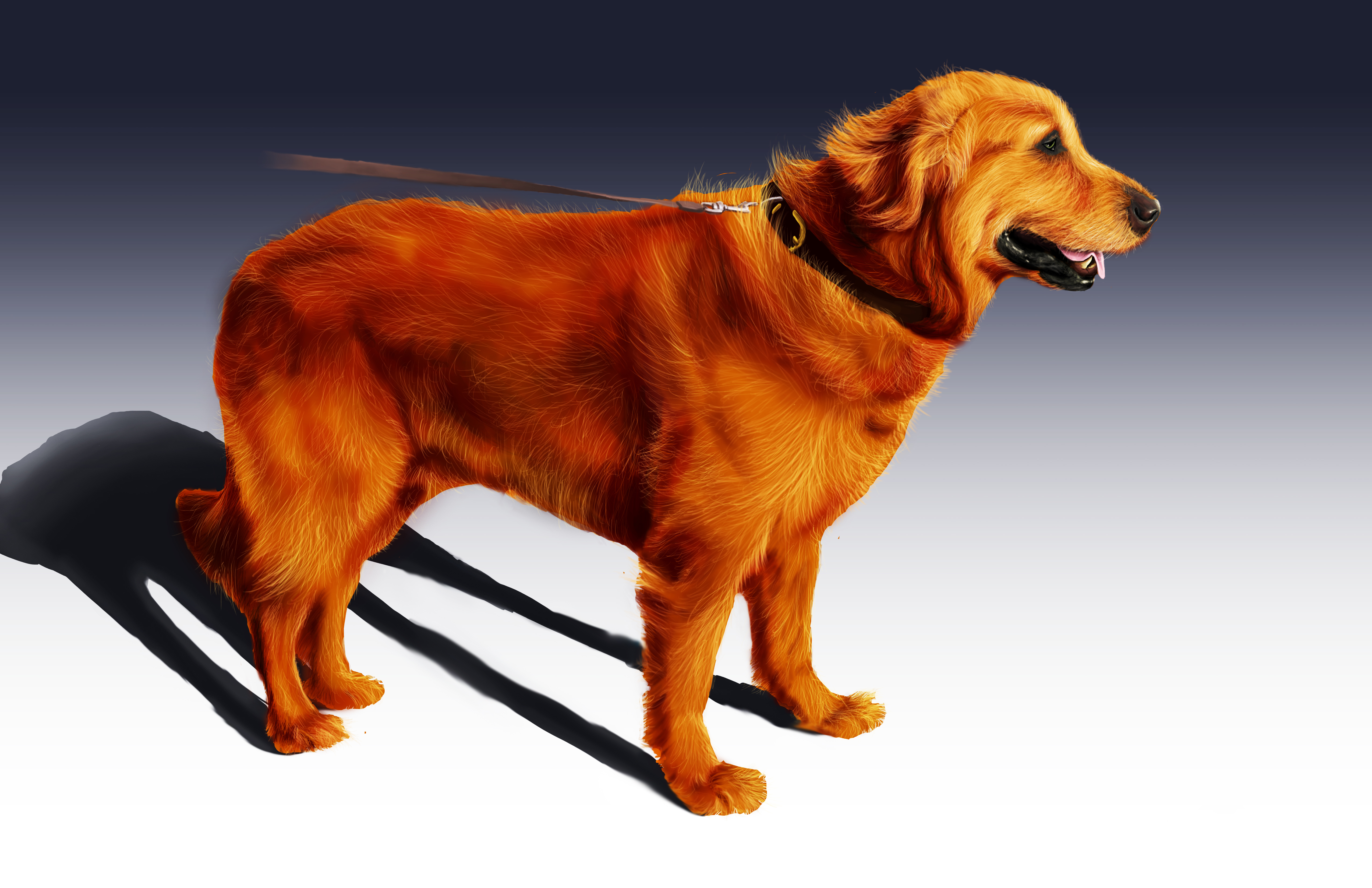 Golden Retriever